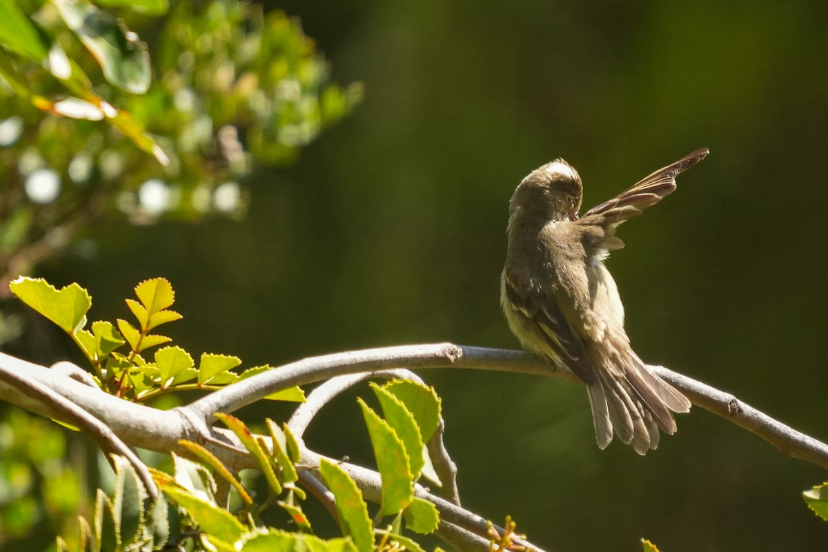 White-crested Elaenia - ML631402125