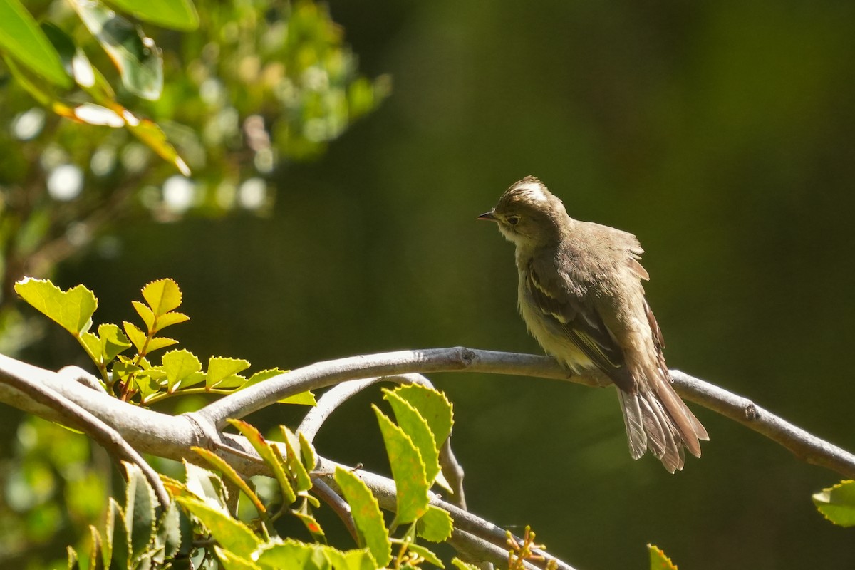 White-crested Elaenia - ML631402126