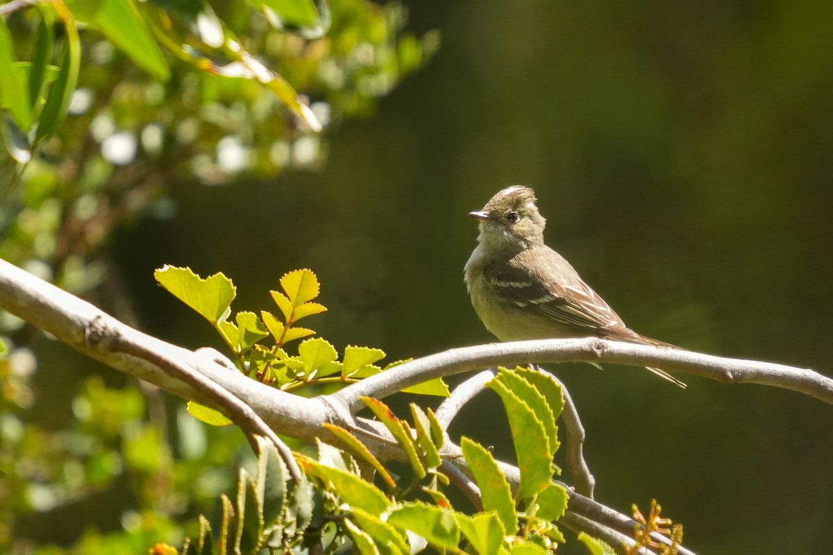 White-crested Elaenia - ML631402127