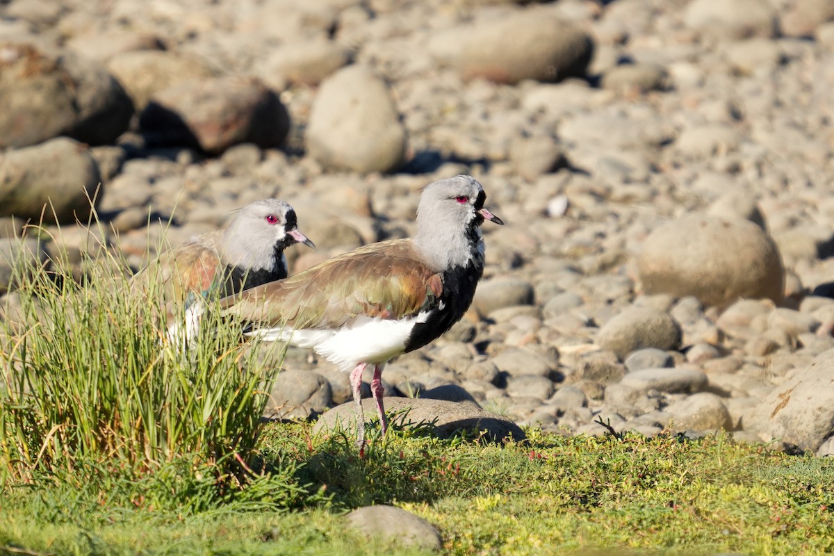 Southern Lapwing - ML631402210