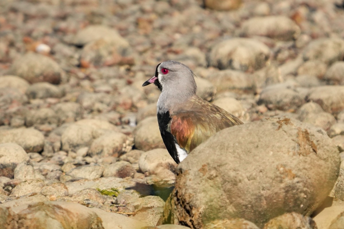Southern Lapwing - ML631402211