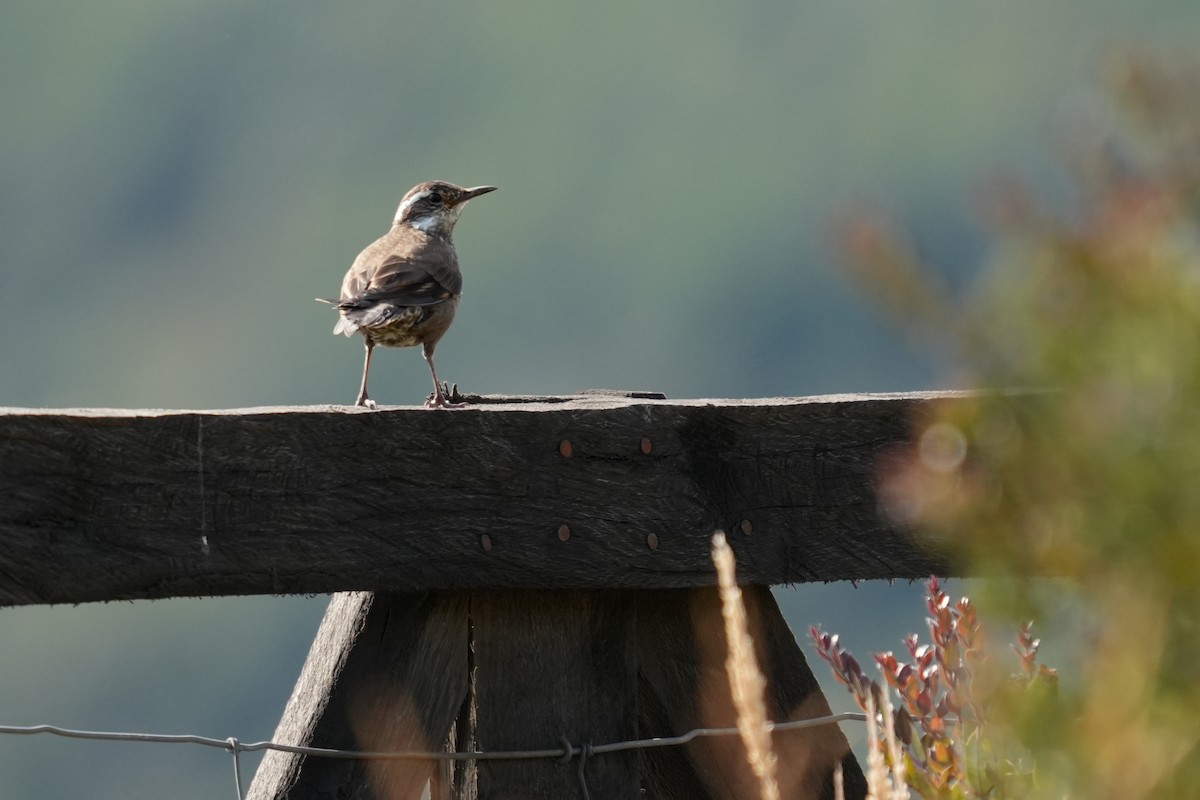 Dark-bellied Cinclodes - ML631402394