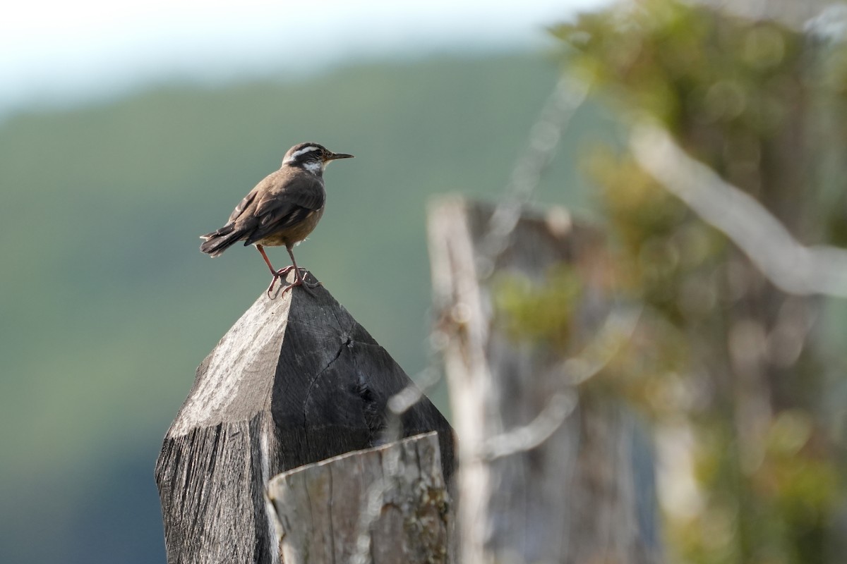 Dark-bellied Cinclodes - ML631402395