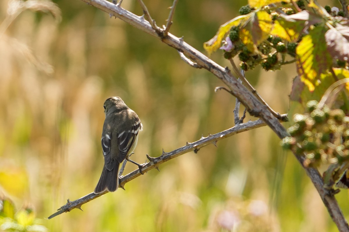 White-crested Elaenia - ML631402402