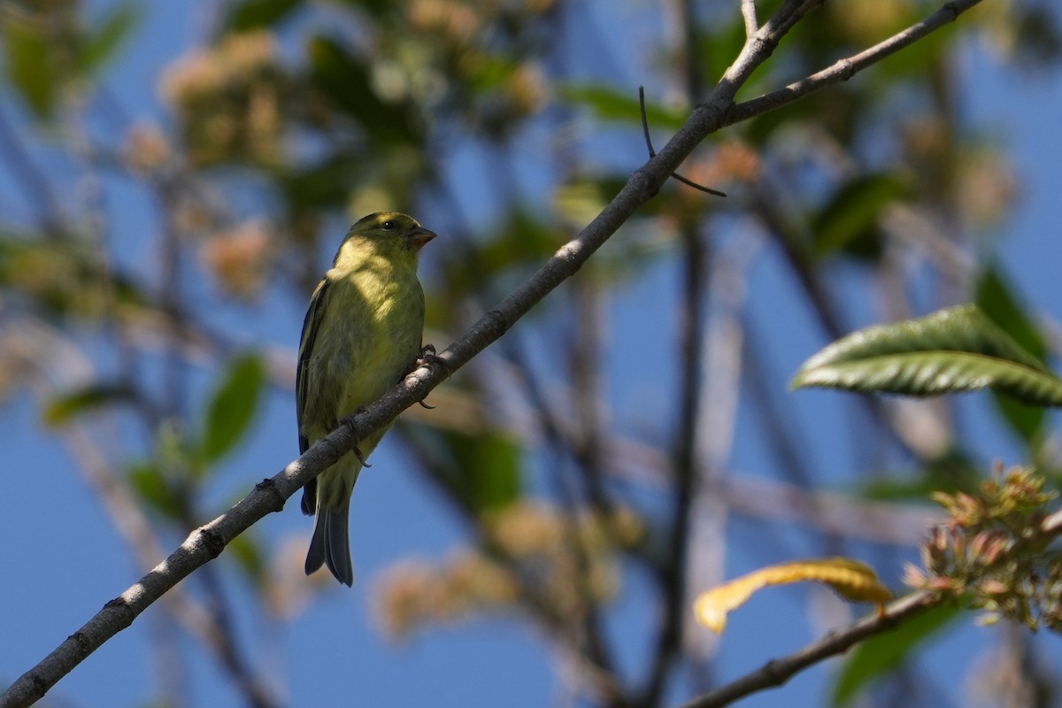 Black-chinned Siskin - ML631402411