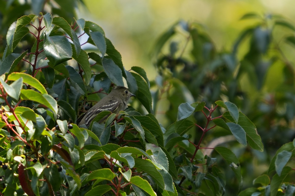 White-crested Elaenia - ML631402437