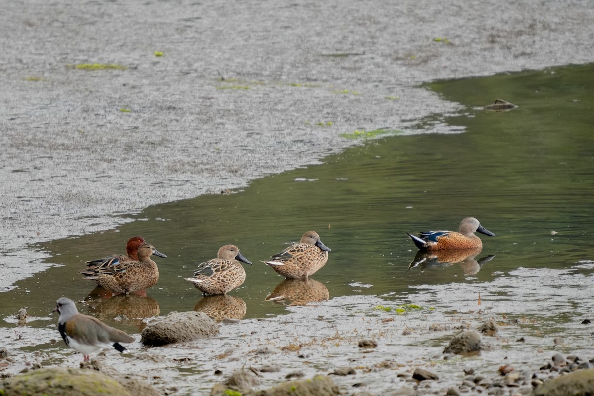Red Shoveler - ML631402533