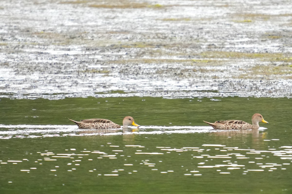 Yellow-billed Pintail - ML631402537