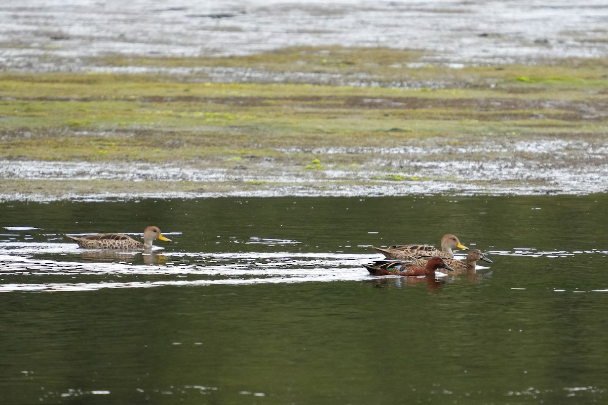 Yellow-billed Pintail - ML631402538