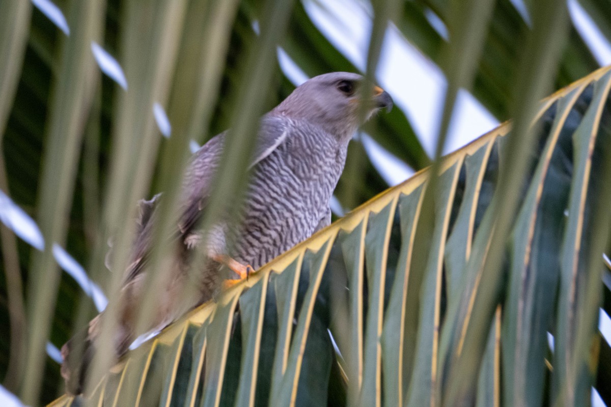 Gray Hawk - ML631402593