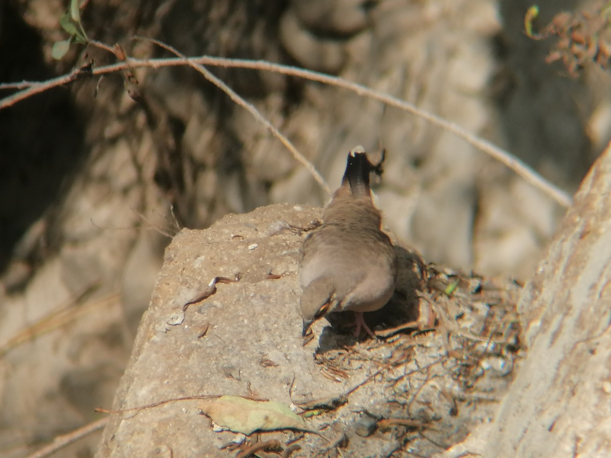 Bare-faced Ground Dove - ML631402604