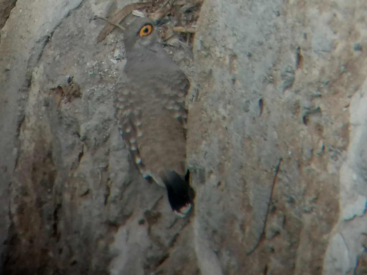 Bare-faced Ground Dove - ML631402613