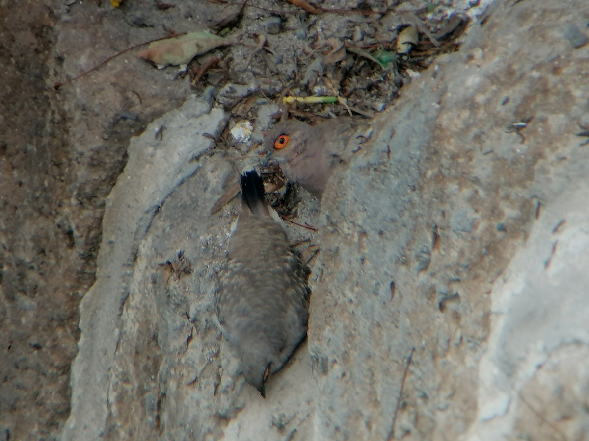 Bare-faced Ground Dove - ML631402618
