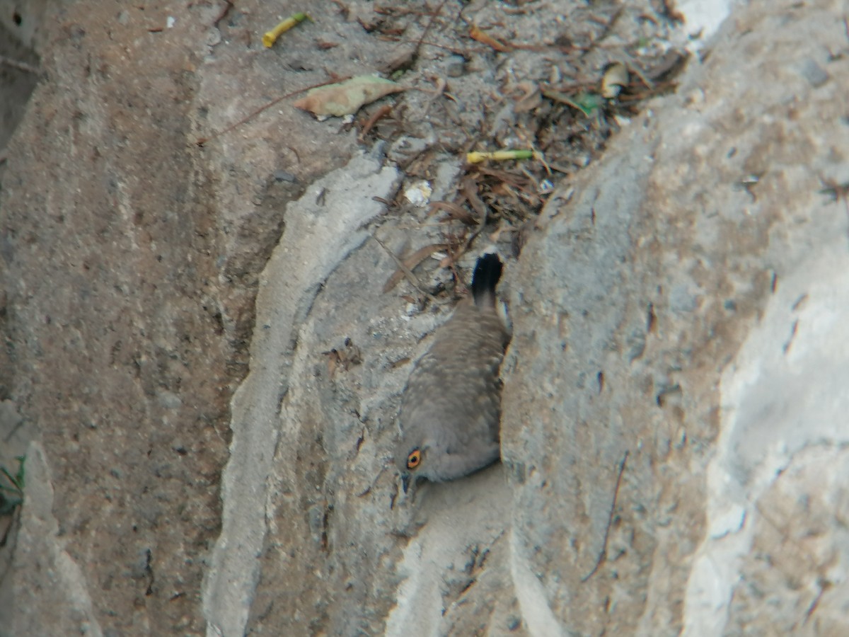 Bare-faced Ground Dove - ML631402619