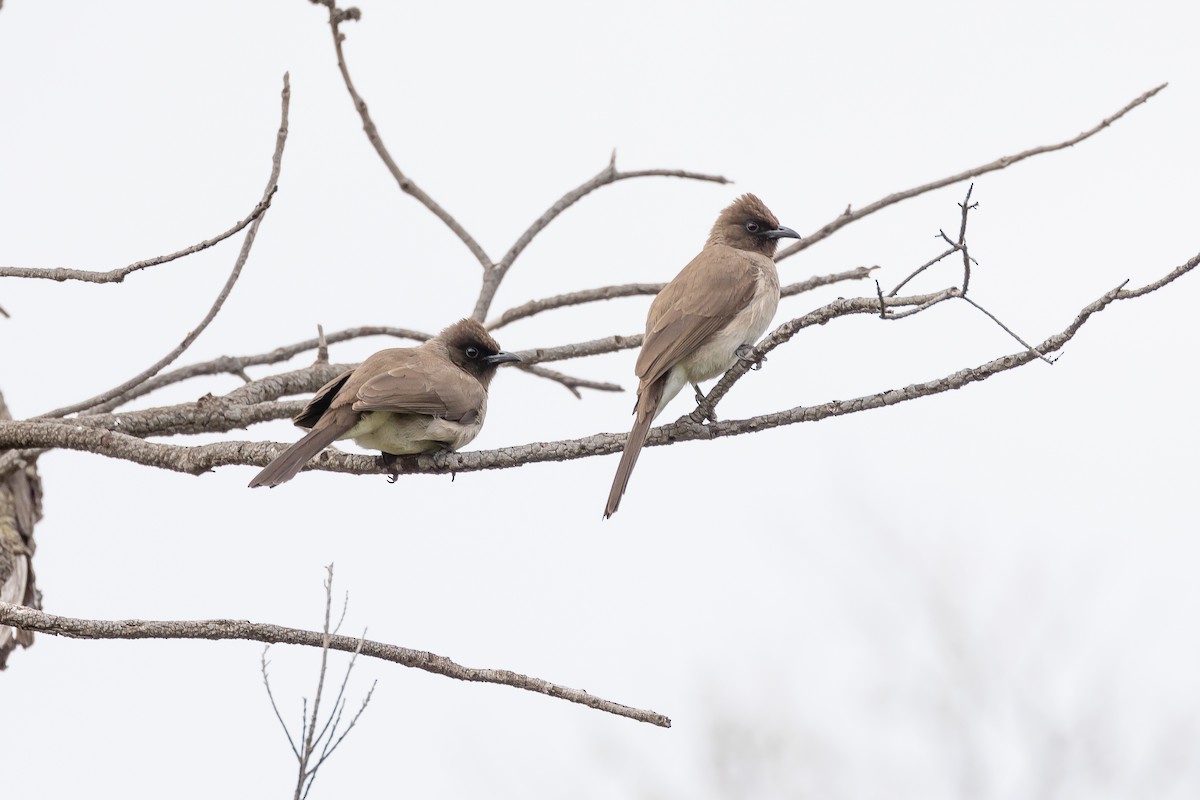 Bulbul Naranjero - ML631402683