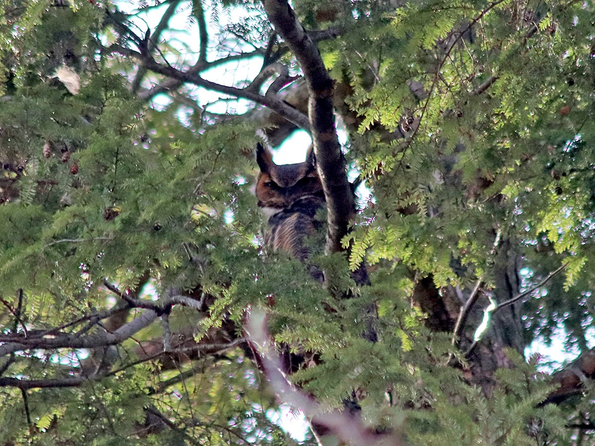 Great Horned Owl - ML631402702