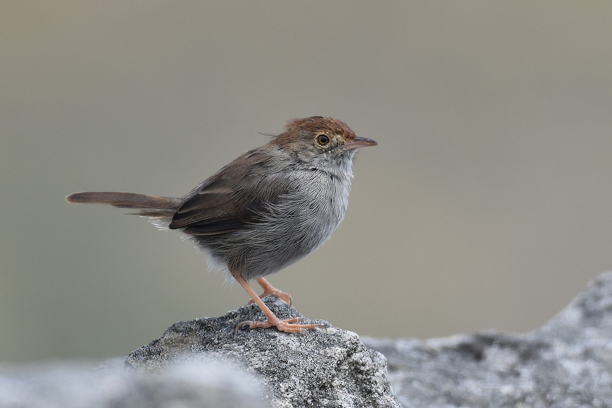 Piping Cisticola - ML631402708