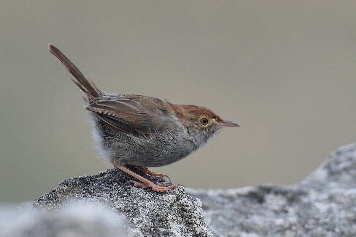 Piping Cisticola - ML631402709