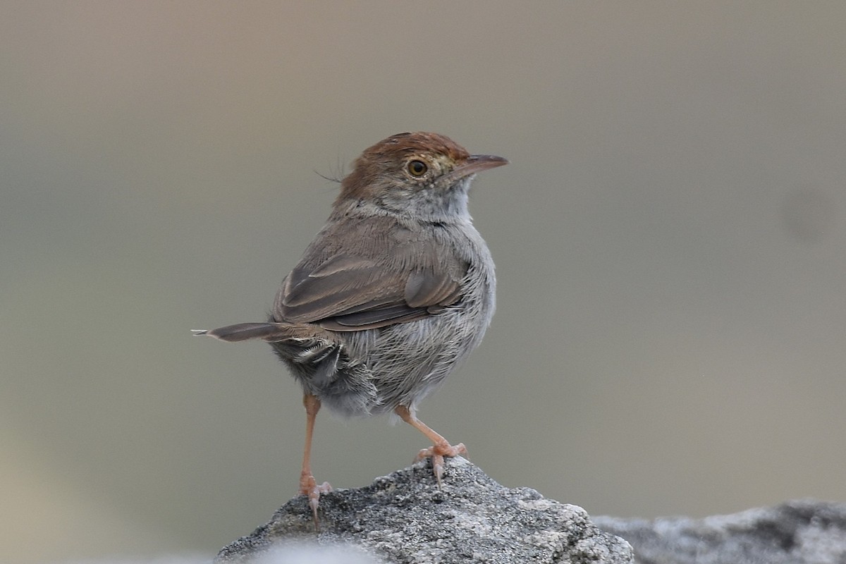 Piping Cisticola - ML631402710