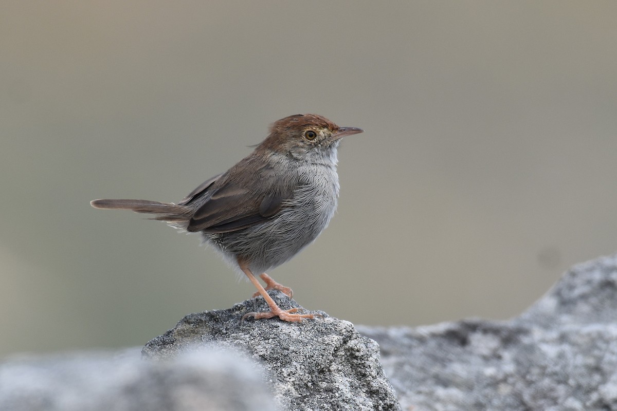 Piping Cisticola - ML631402711