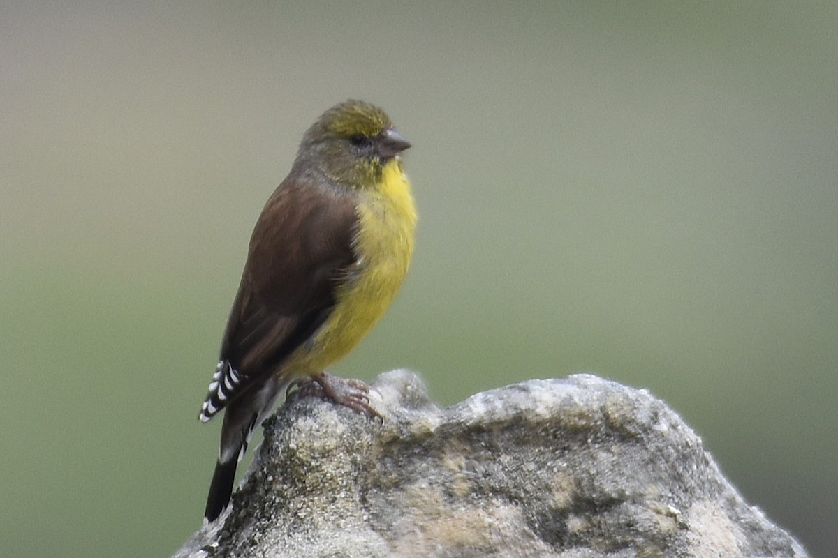Cape Siskin - ML631402717