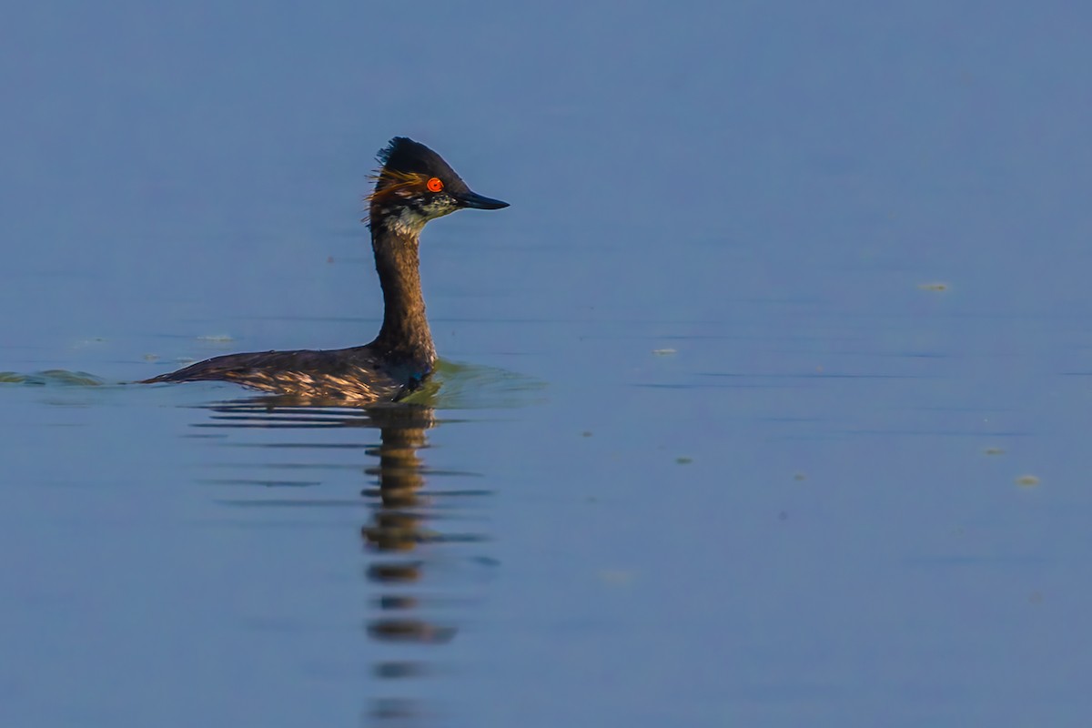 Eared Grebe - ML631402824