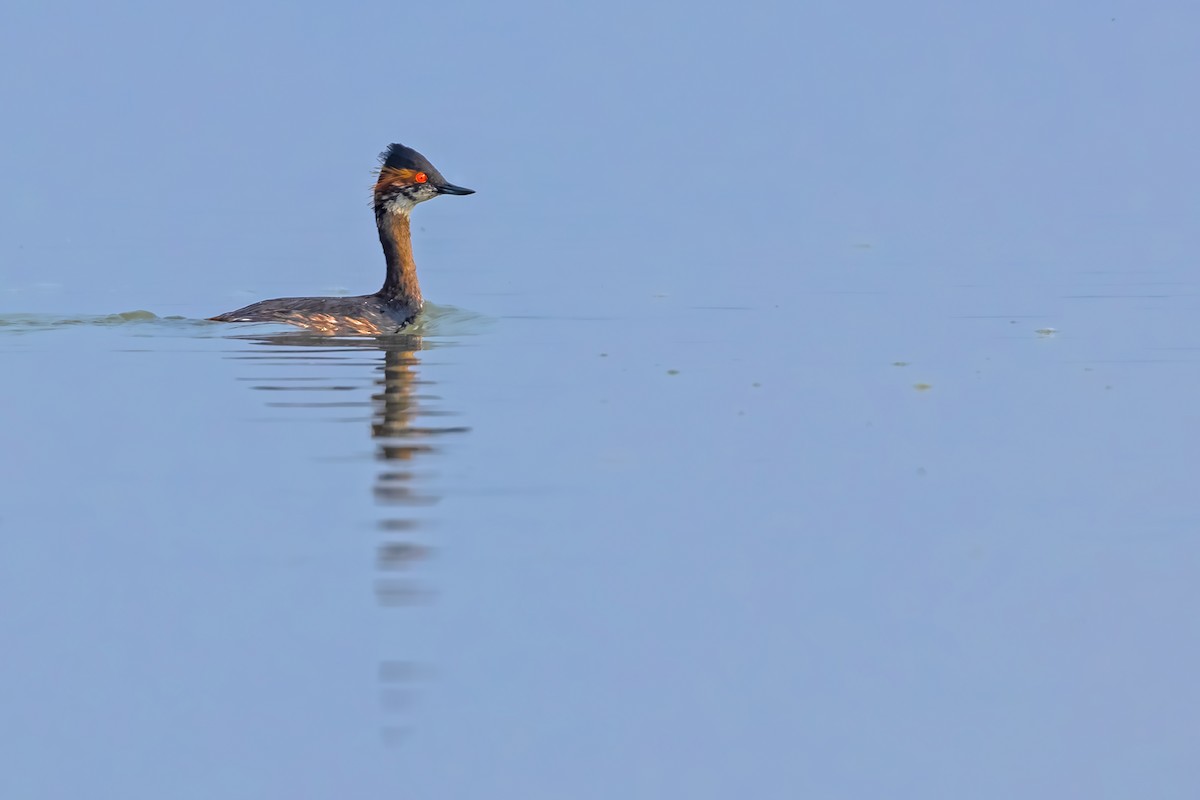 Eared Grebe - ML631402825