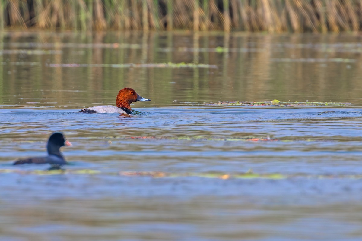 Common Pochard - ML631402826