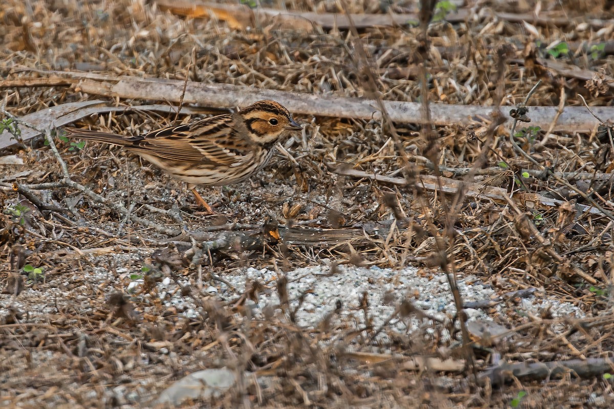 Little Bunting - ML631402829