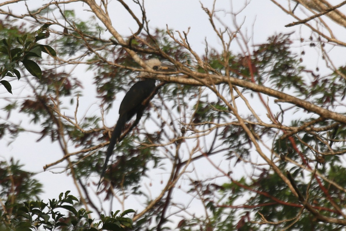 Western Long-tailed Hornbill - ML631402882