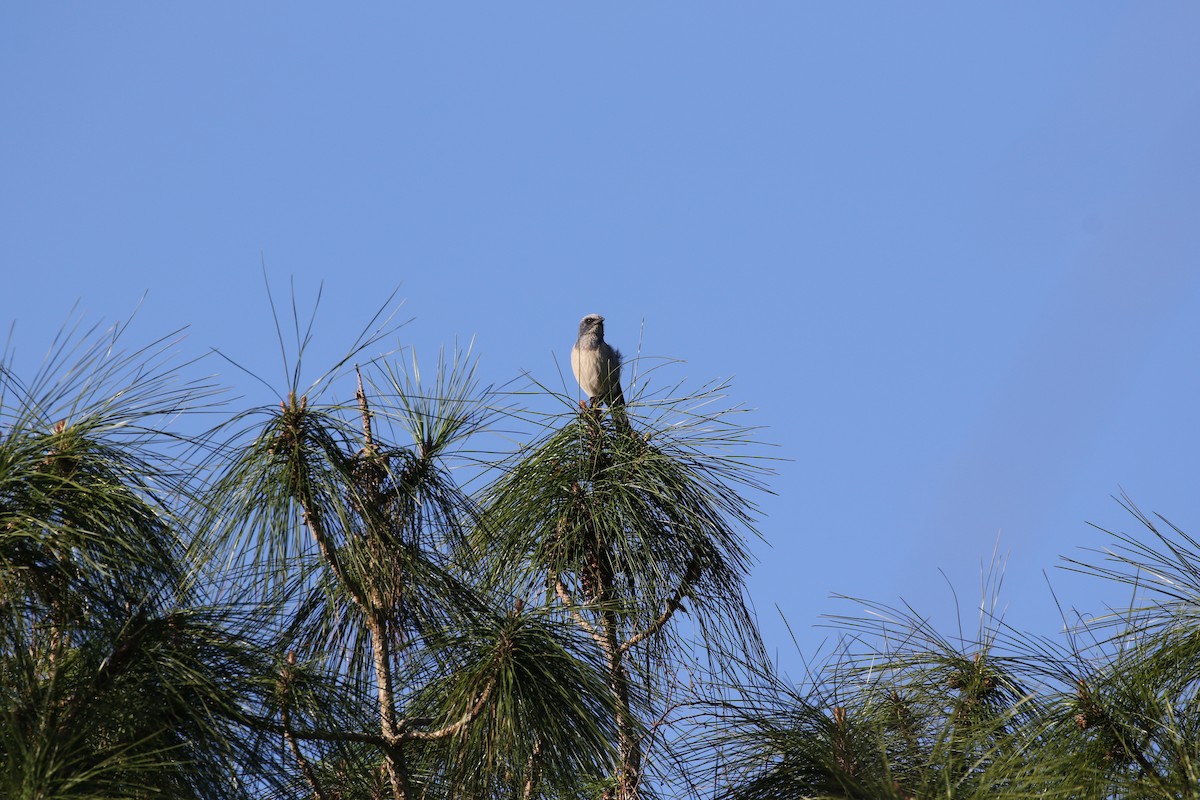 Florida Scrub-Jay - ML631402995