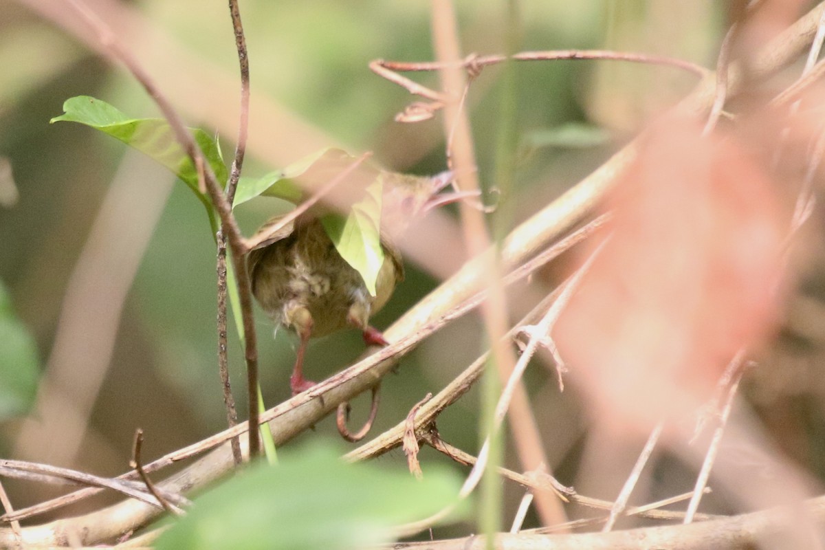 Gray Longbill - ML631403038