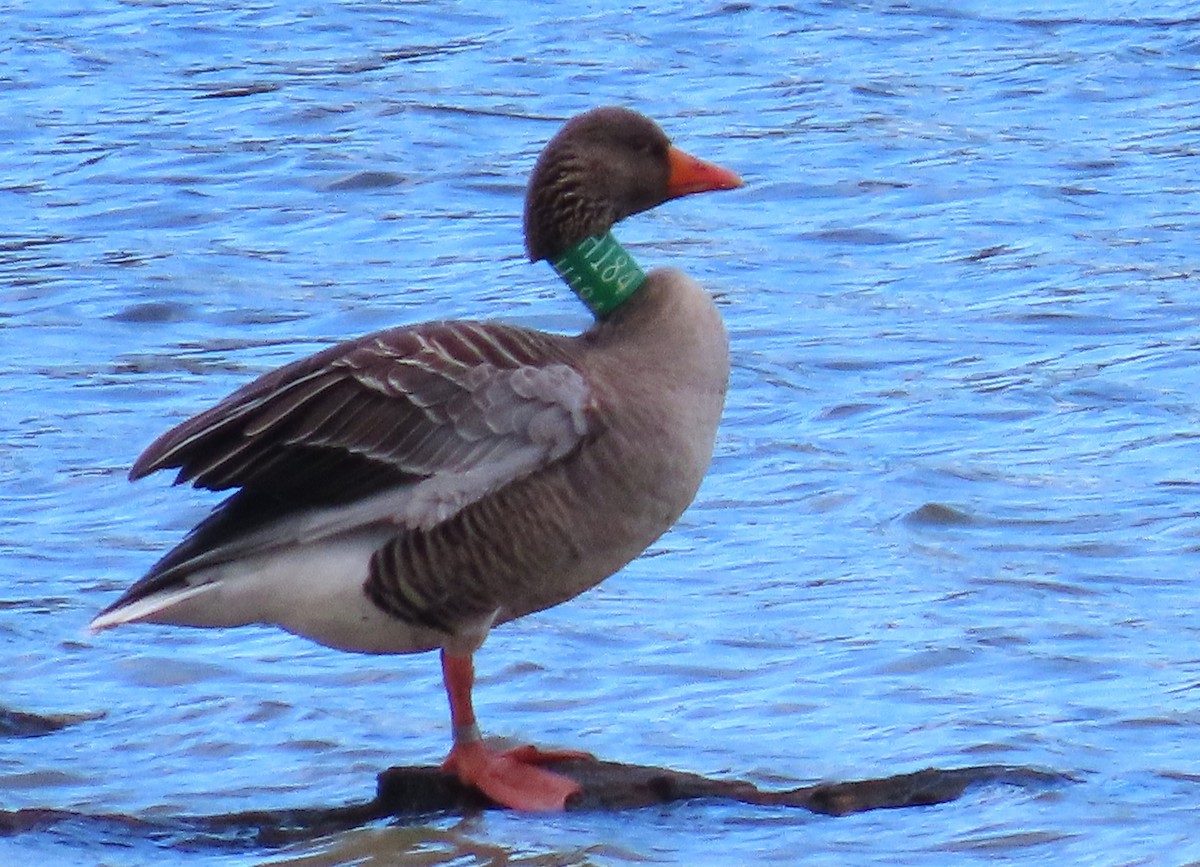 Graylag Goose - ML631403059