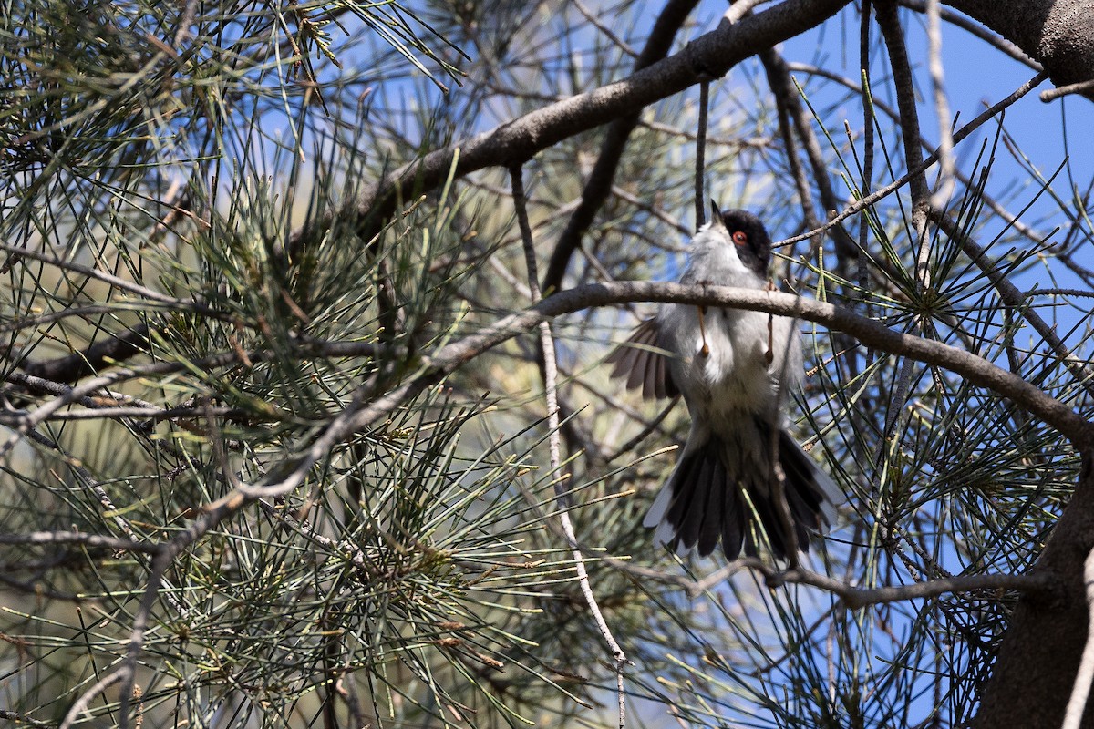 Curruca Cabecinegra - ML631403118