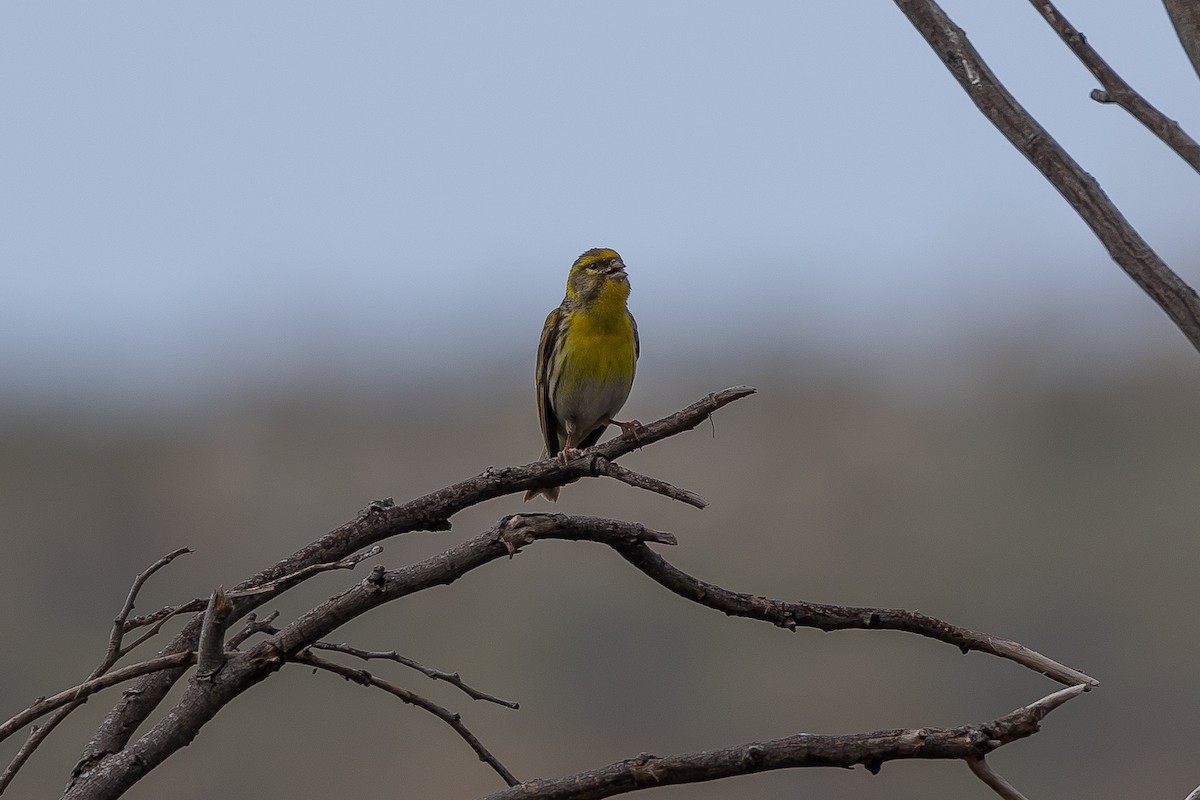 European Serin - ML631403174