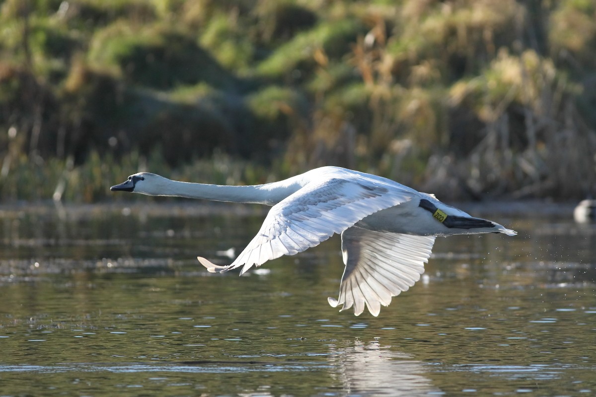 Mute Swan - ML631403255