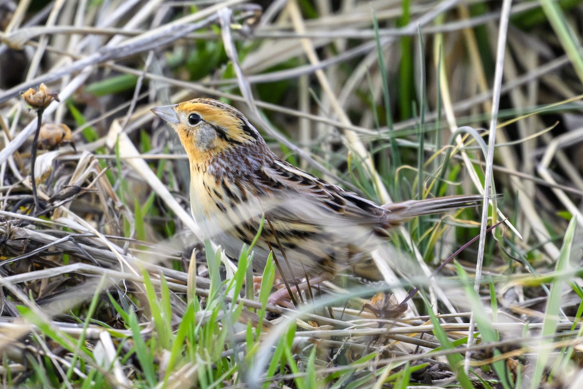 Leconte Serçesi - ML631403256