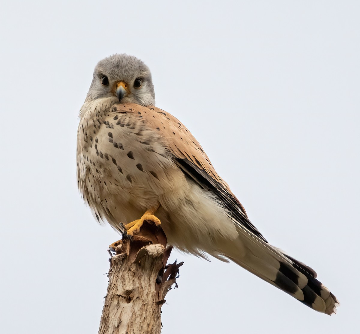 Eurasian Kestrel - ML631403297
