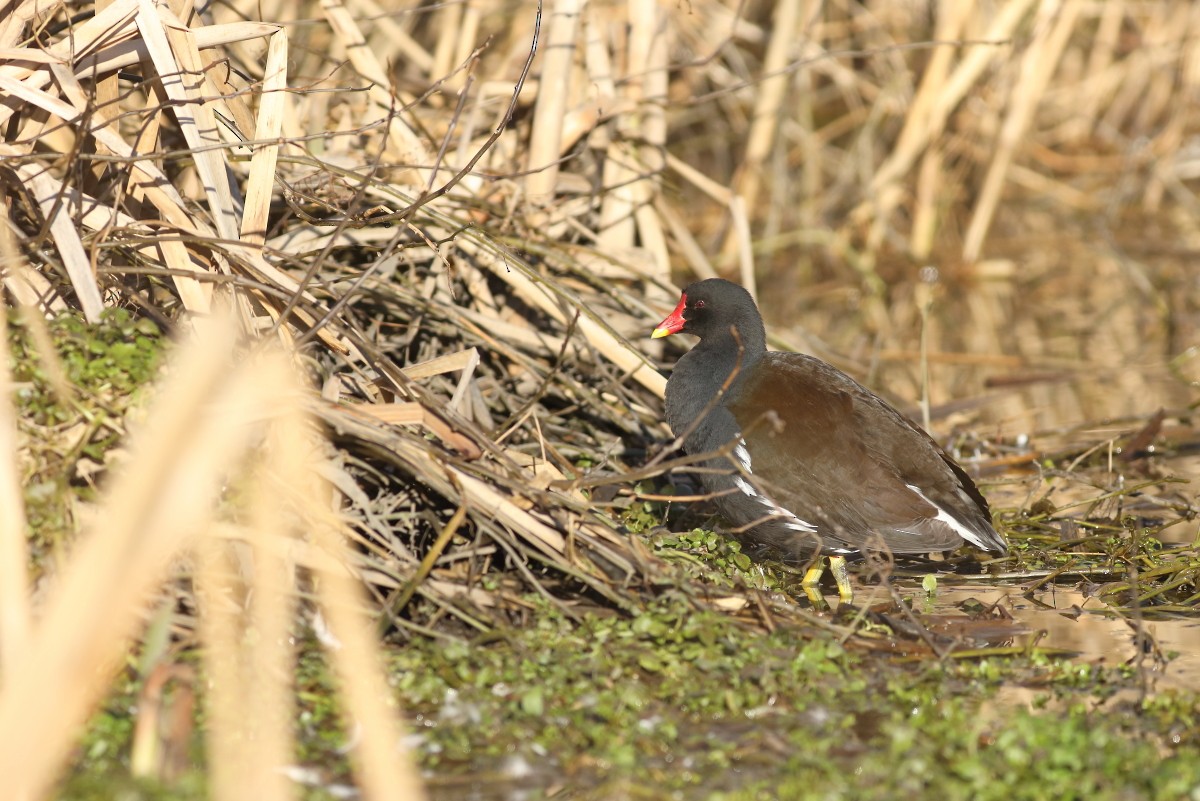 Eurasian Moorhen - ML631403299