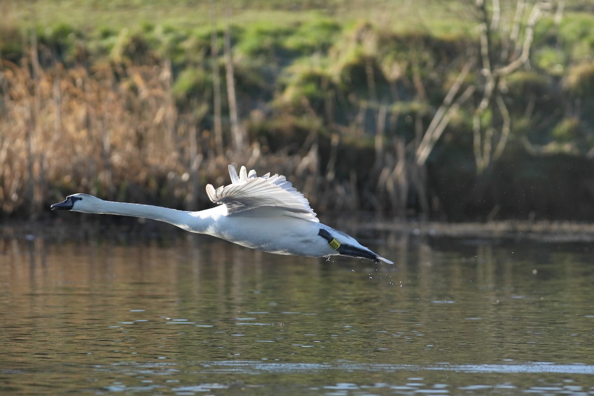 Mute Swan - ML631403309