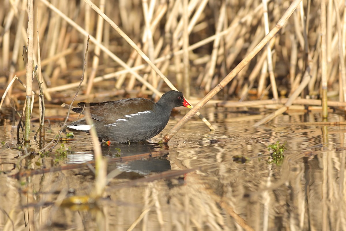 Eurasian Moorhen - ML631403341