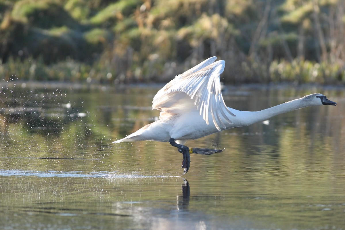 Mute Swan - ML631403370