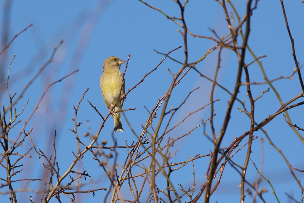 European Greenfinch - ML631403418