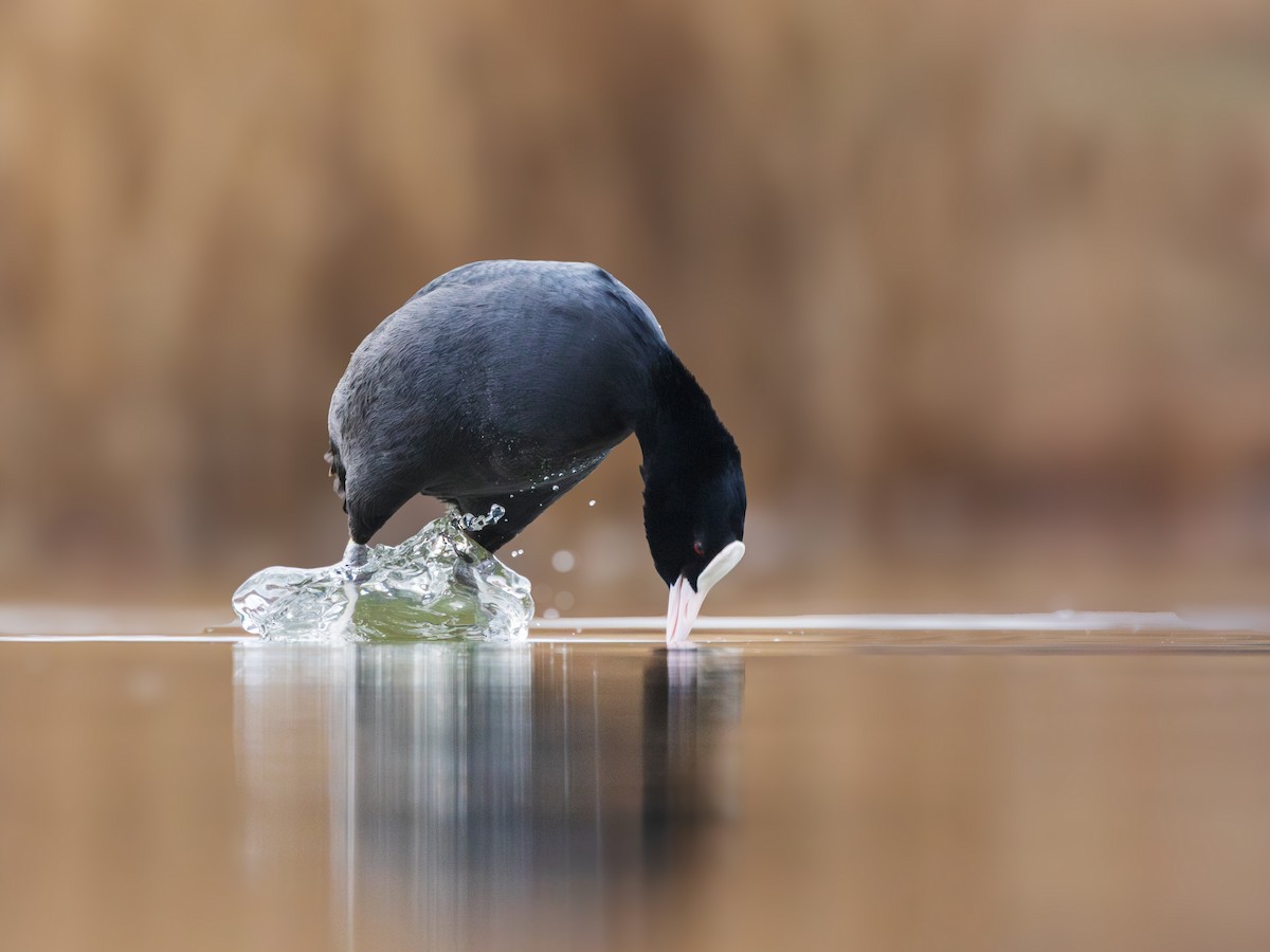 Eurasian Coot - ML631403429