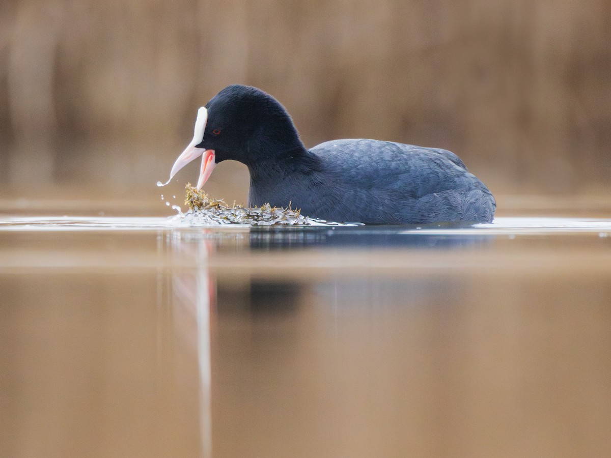 Eurasian Coot - ML631403430