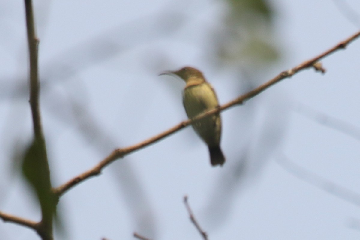 Buff-throated Sunbird - ML631403433