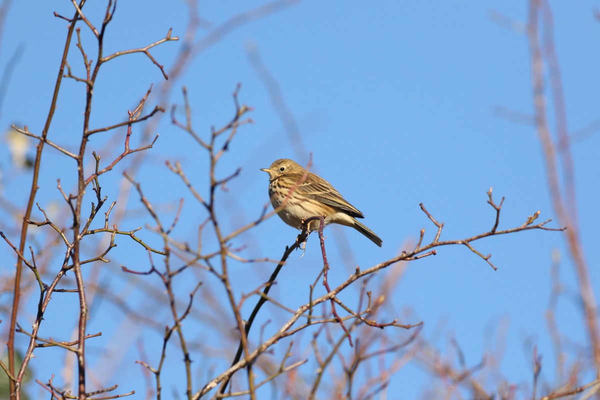Meadow Pipit - ML631403435