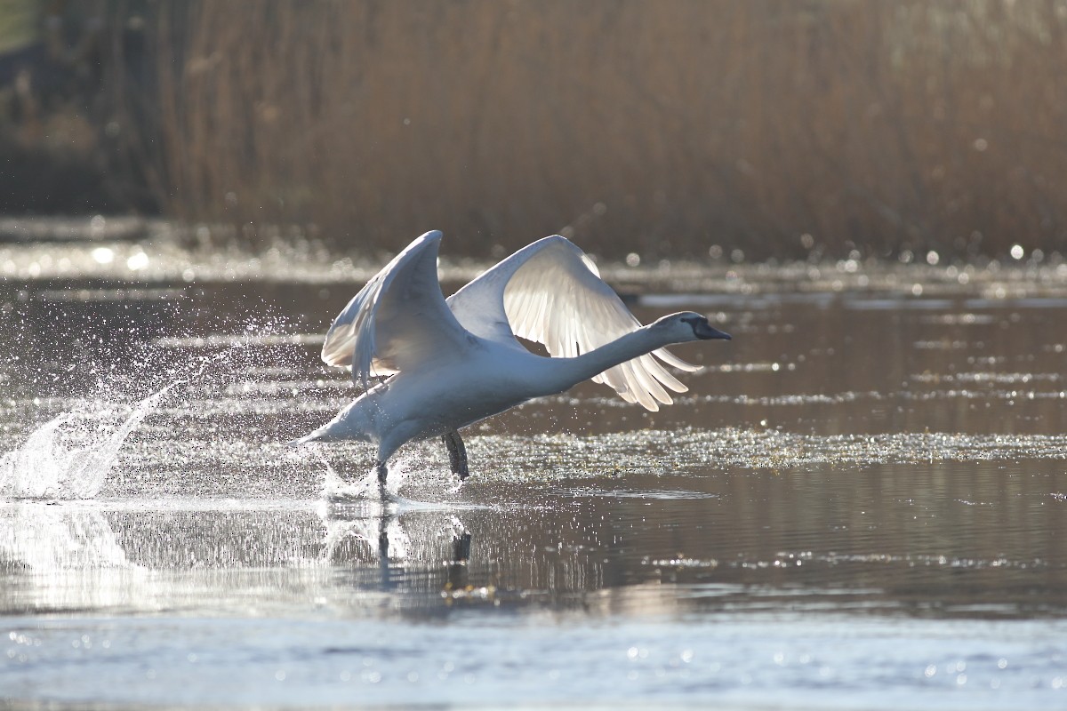 Mute Swan - ML631403460