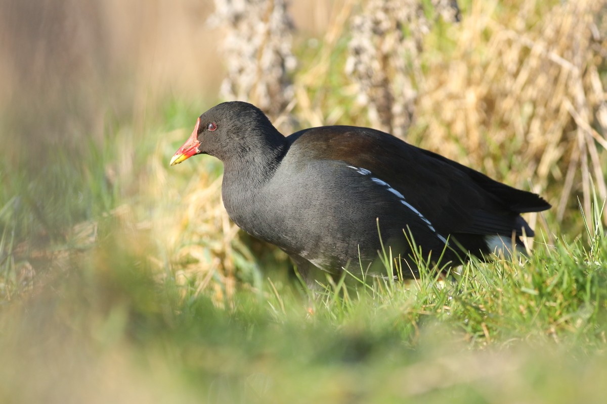 Eurasian Moorhen - ML631403490