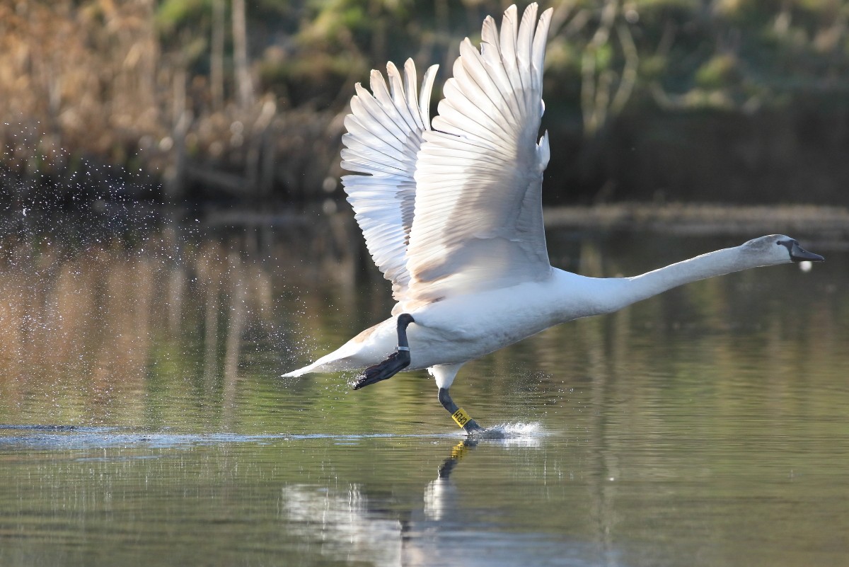 Mute Swan - ML631403508